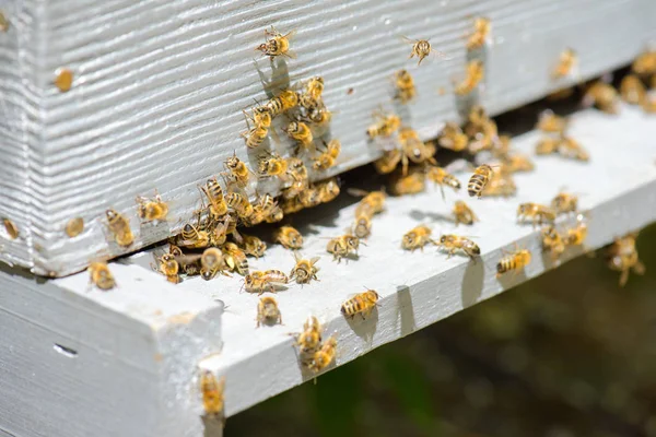 Primer plano de las abejas en una colmena — Foto de Stock