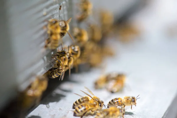 Abejas juntas y abejas —  Fotos de Stock