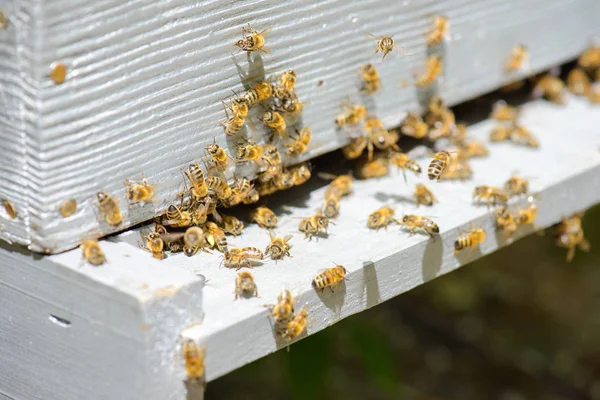 Primer plano de las abejas en una colmena Imágenes De Stock Sin Royalties Gratis