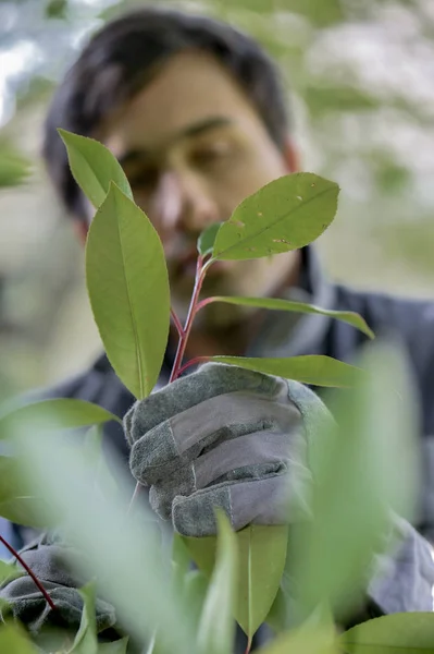 Snoeien van een bush en actief — Stockfoto