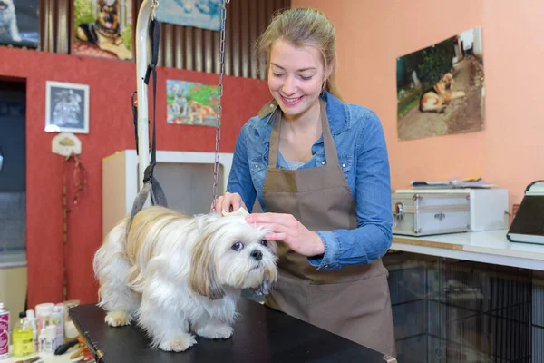 A behave dog and pet — Stock Photo, Image