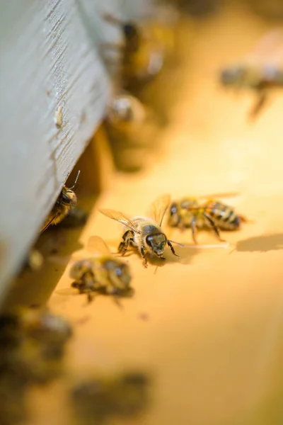 Closeup of honeybees and closeup — Stock Photo, Image