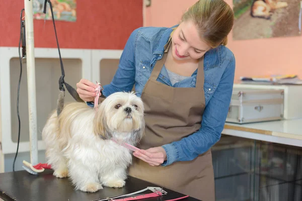 Gyönyörű szőke kutya ápoló munka közben — Stock Fotó