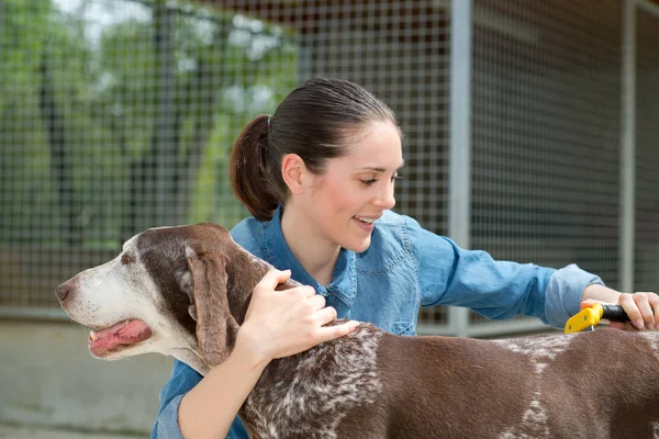 女兽医抚摸小狗在动物收容所 — 图库照片