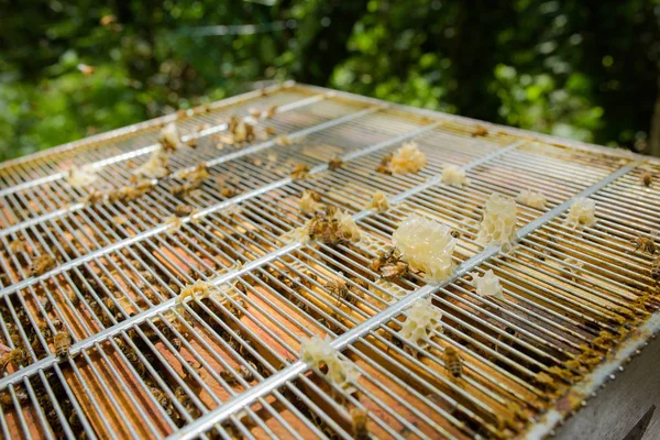 Biene Gitterrahmen und Kühlergrill — Stockfoto