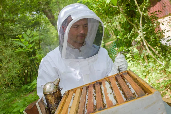 Apiculteur travaillant sur une ruche ouverte — Photo