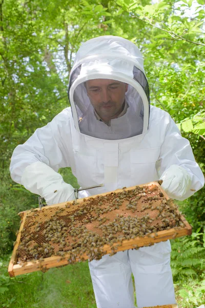 Imker hält einen Rahmen — Stockfoto