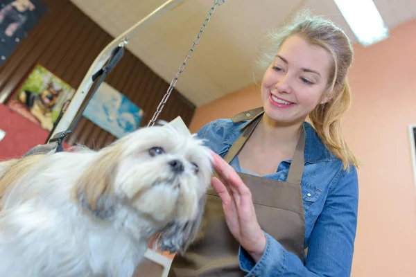 Schöne blonde Hundepflegerin bei der Arbeit — Stockfoto