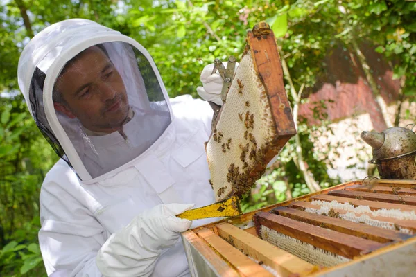 Levantando um favo de mel e apicultura — Fotografia de Stock