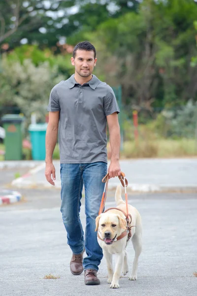 Mann geht Labrador und Mann — Stockfoto