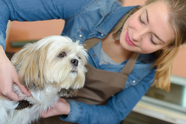 애완 동물 groomer 개에 고리를 퍼 팅 — 스톡 사진