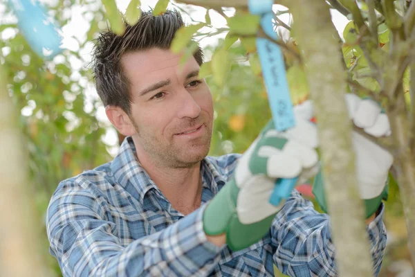 Jardinier mettre l'étiquette sur l'arbre — Photo