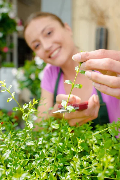 Florist trimming sprig off of plant — Stock Photo, Image