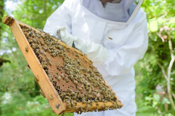 Homme tenant cadre ruche abeille — Photo