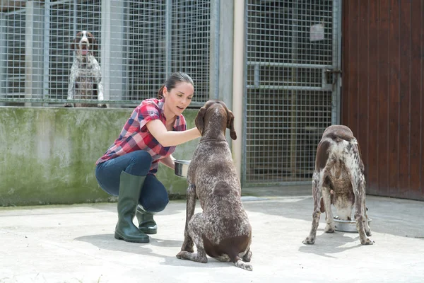 Доброволец из приюта для животных кормит собак — стоковое фото