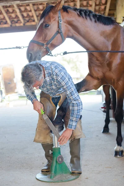 Bruidegom paarden voeten reinigen — Stockfoto