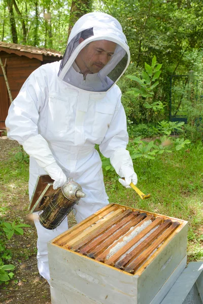 Imker raucht den Bienenstock — Stockfoto