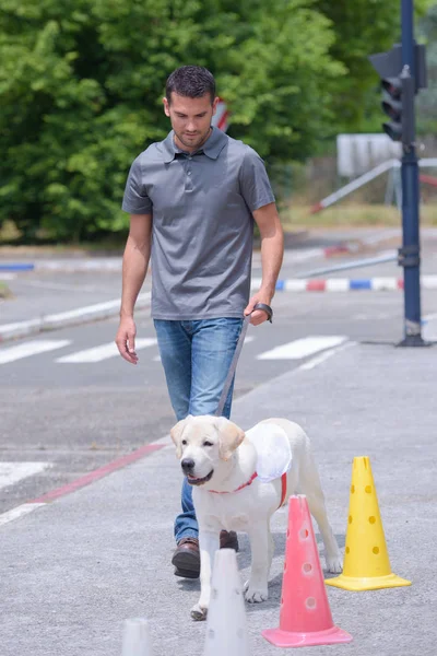 Homem andando jovem labrador — Fotografia de Stock