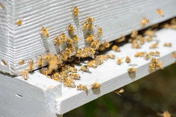 蜜蜂和入侵蜜蜂 — 图库照片