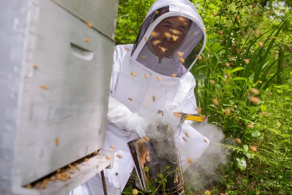 Arılar ve adam fuming — Stok fotoğraf