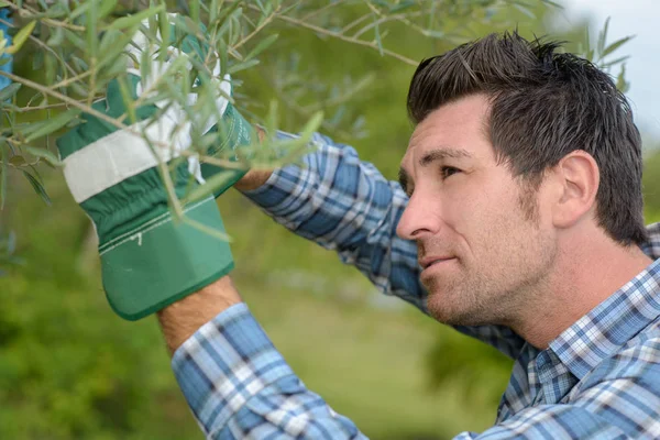 Trädgårdsmästare arbetar med växter — Stockfoto