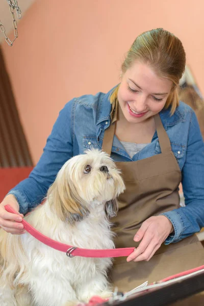 Worker putting collar on dog — Stock Photo, Image