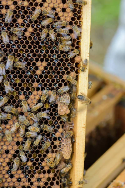 Nahaufnahme von Bienen auf Rahmen des Bienenstocks — Stockfoto