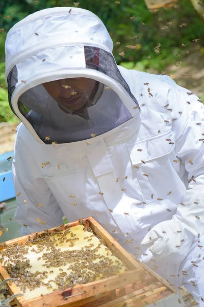 Hombre trabajando en la colmena —  Fotos de Stock