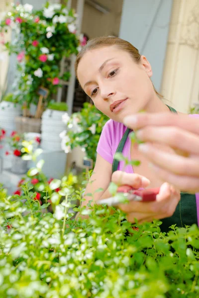 Florista cuidando de suas plantas — Fotografia de Stock