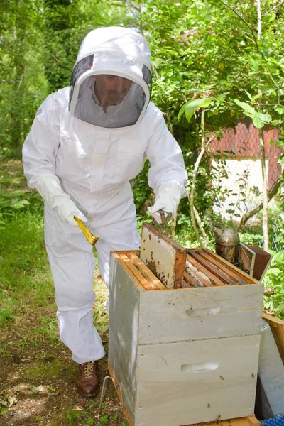 Пчеловод ухаживает за ульем и пчеловодом — стоковое фото