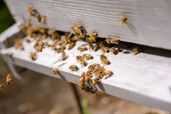 Primer plano de las abejas en la colmena —  Fotos de Stock