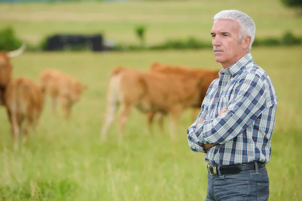 Портрет зрелого человека в поле со скотом — стоковое фото