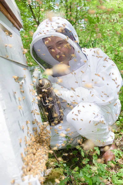 Пчеловод курит улей — стоковое фото