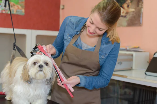 Söt älskvärda hund och husdjur — Stockfoto