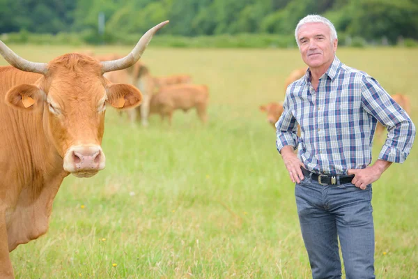 Portrait of farmer in field with cattle — Stock Photo, Image