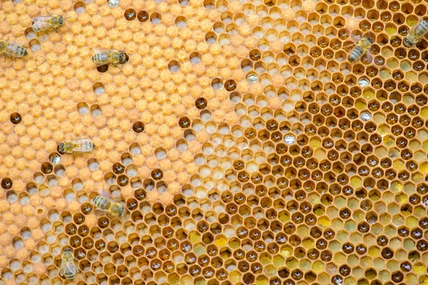 Közelkép a honeycomb és a méhsejt — Stock Fotó
