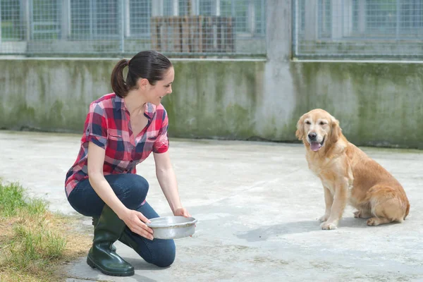 Animal shelter volunteer feeding the dogs — Stock Photo, Image