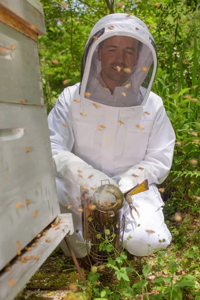 在院子里养蜂 — 图库照片