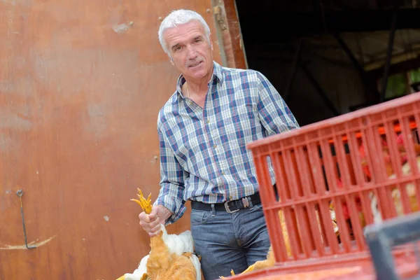 Agricultor segurando frango por suas pernas — Fotografia de Stock