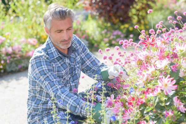 Gardner cuidando de flores — Fotografia de Stock