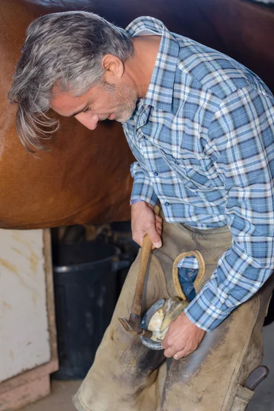 Farrier shoeing horse and farrier — Stock Photo, Image