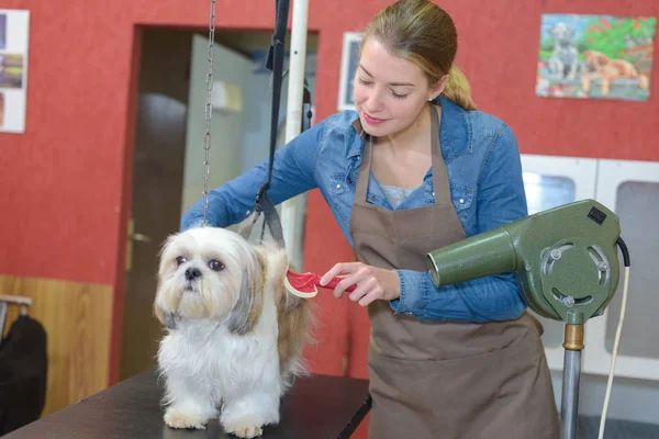 Séchage professionnel des cheveux de chien avec sèche-cheveux — Photo