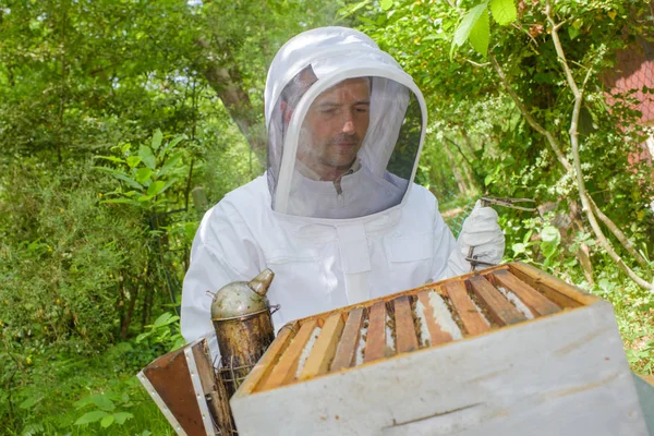 Včelař kontrolu sklizně — Stock fotografie
