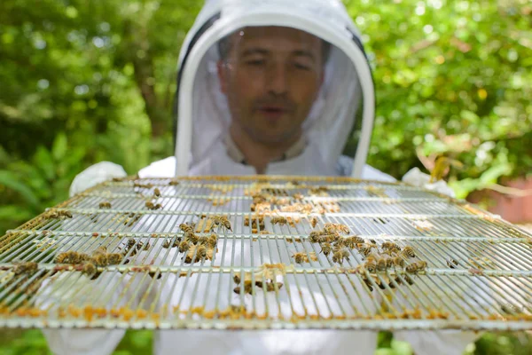 金属製グリルを保持している養蜂家 — ストック写真