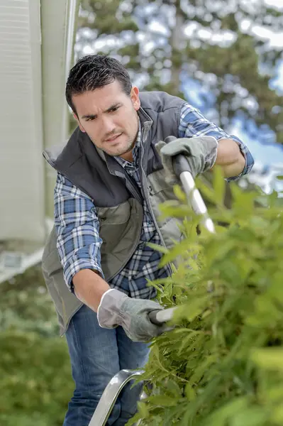 Trädgårdsmästare klippning buskar och rådet — Stockfoto