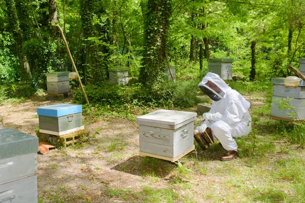 Пчеловод ухаживает за ульем и ульем — стоковое фото