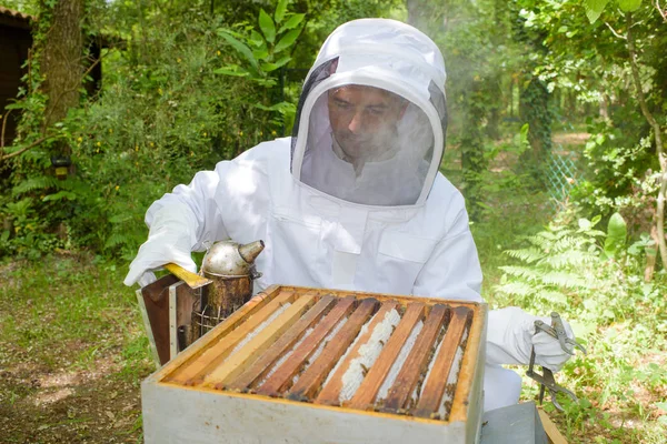 Bee kuřák a muž — Stock fotografie