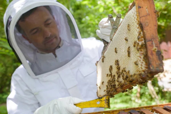 Beekeeper inspecting frame and beekeeper — Stock Photo, Image