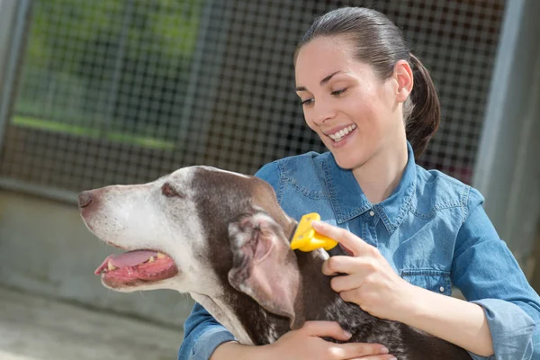 Vétérinaire femelle caressant chien à l'abri des animaux — Photo