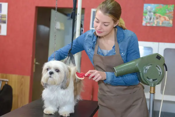 Séchage professionnel des cheveux de chien avec sèche-cheveux — Photo